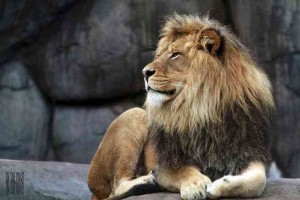 Picture of a Lion at the Oregon Zoo